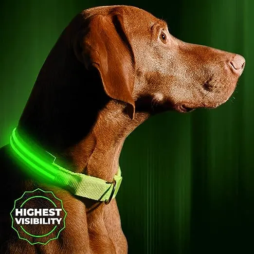 Illuminated Dog Collar 1