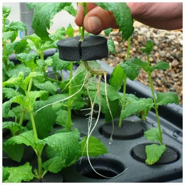 X-Stream Aeroponic Propagator 3