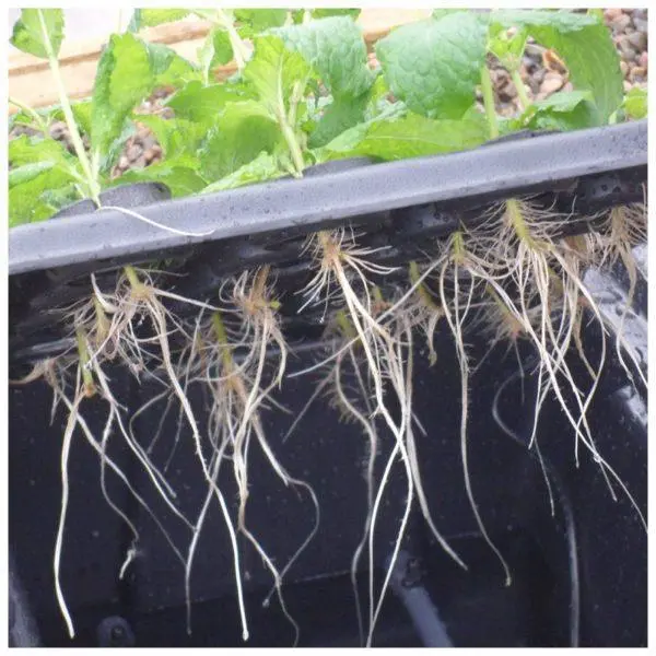 X-Stream Aeroponic Propagator 4