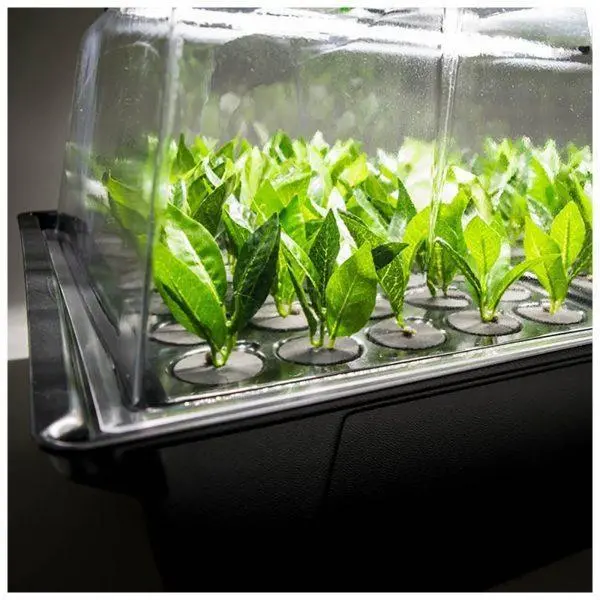 X-Stream Aeroponic Propagator 2