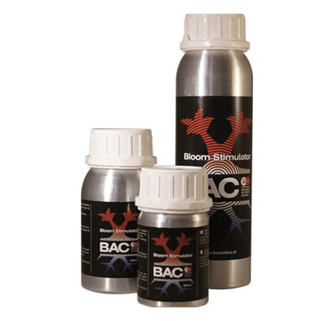 Bac - Bloom Stim 1