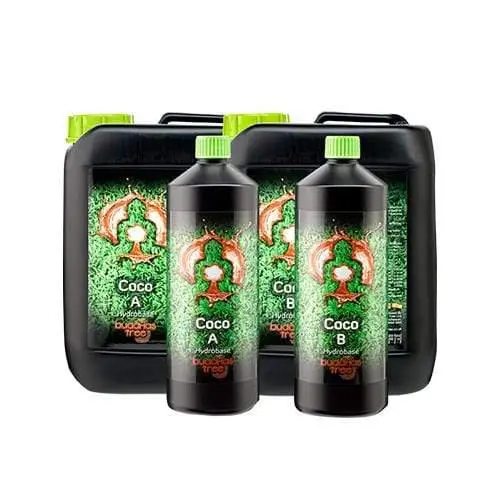 Buddhas Tree Coco Ab 1