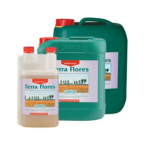 Canna - Terra Flores 1